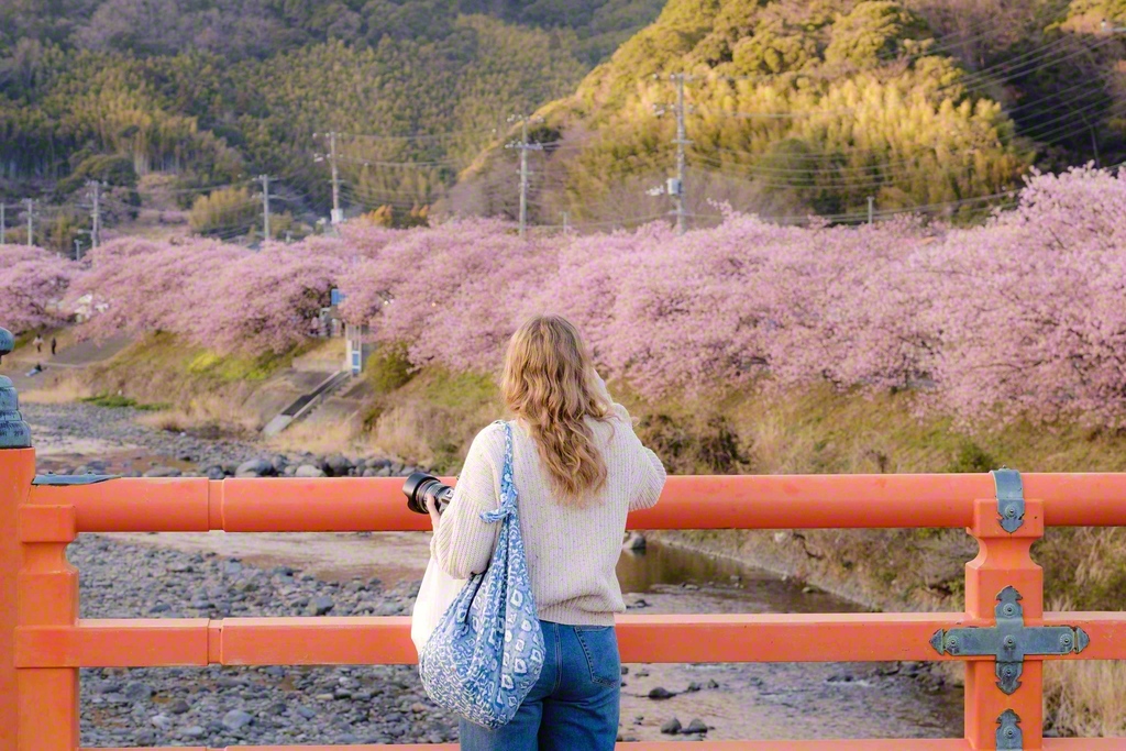 河津川に架かる橋の上から見る桜は絶景