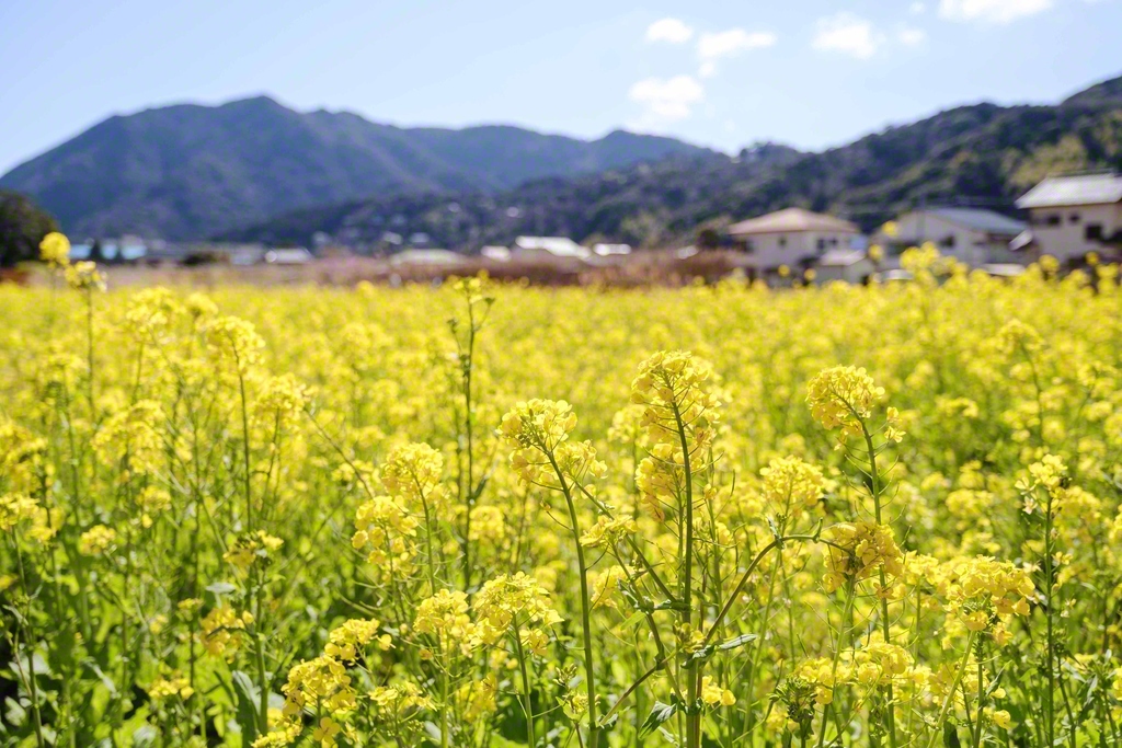 桜とともに、菜の花も美しく咲いていた