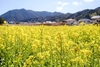 桜とともに、菜の花も美しく咲いていた