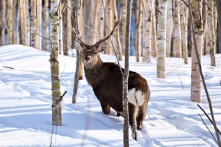 じっとこちらを見つめるエゾシカの雄。深く積もった雪には、野生動物が通ったいくつもの跡が
