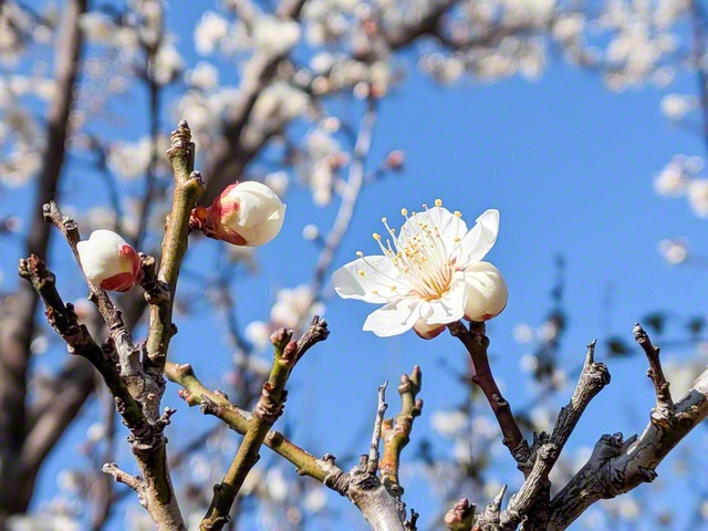梅の花は寒さが残る早春に咲き、別名「春告草」と呼ばれる（広島市東区、橋井晴子通信員）
