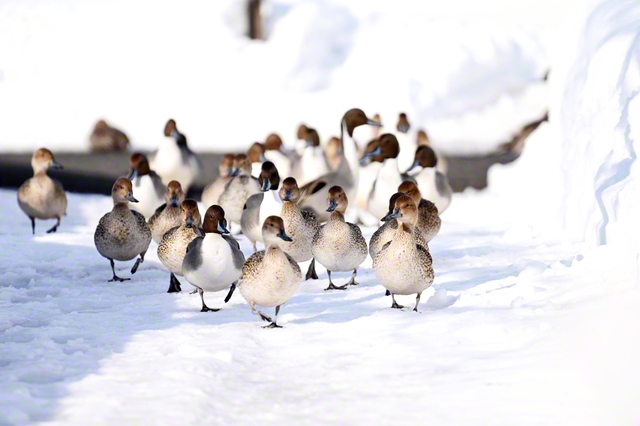 オナガガモの行進をパシャリ