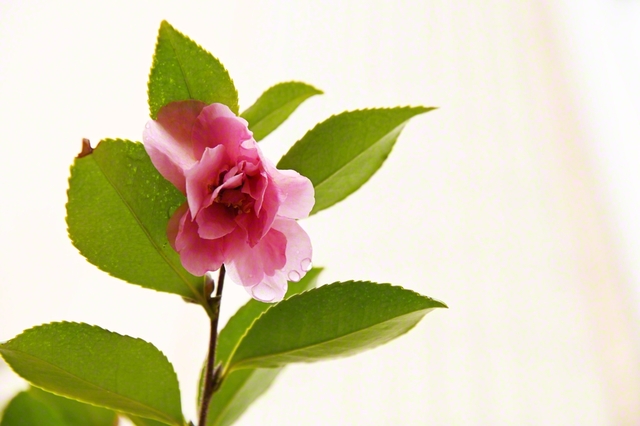 サザンカの花言葉の一つに「ひたむきさ」がある