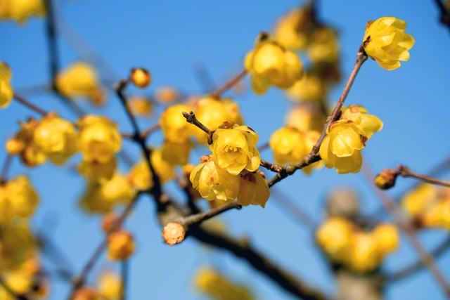 寒空に映える黄色いロウバイ（福井市内）。橋のたもとで色鮮やかに（2月21日、伊藤英雄通信員撮影）