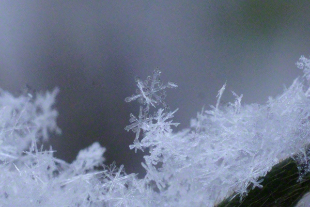 雪の結晶（2月3日、松本市、森田昭治通信員）
