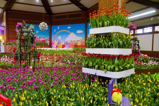 昨年より3000球多いチューリップが展示された
