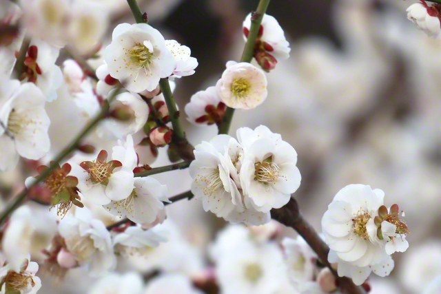凜と咲く梅の花（2月23日、和歌山市、宮井三起通信員）