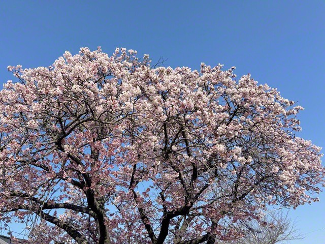桜が満開に（2月21日、和歌山市、宮本要代通信員）