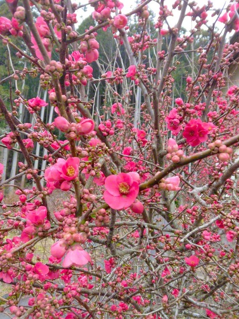 鮮やかなボケの花（2月25日、日高川町、山下泰三通信員）