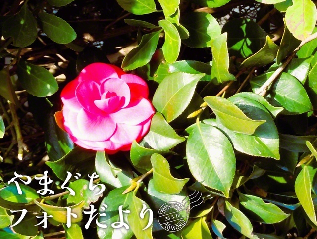 日に照らされた鮮やかな花（3月5日、宇部市、笹原晋一通信員）