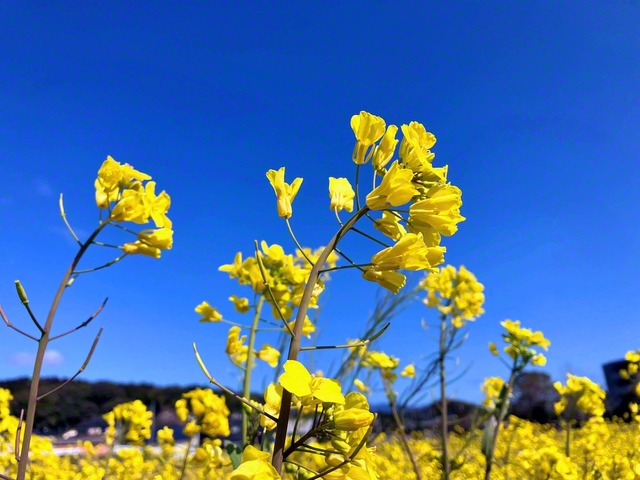 青空に向かって凜と咲く菜の花（宮若市/撮影:中島陽一通信員）