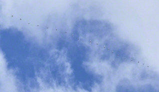 そろそろ北上していくハクチョウたち（3月8日、朝日町で）