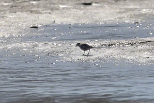 朝日に輝く川のほとりで（2月15日、長野市、小林充通信員）