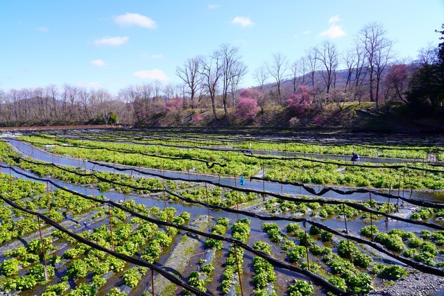 春のわさび田