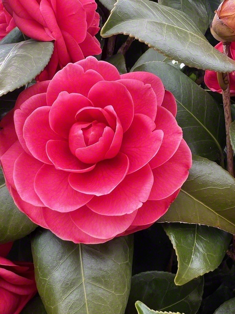 ツバキ。花言葉の一つは「誇り」（3月18日、飯田市、菅沼美代子通信員）