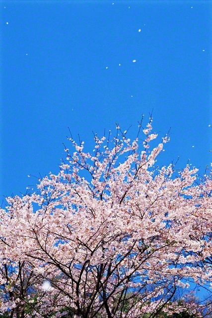 満開の桜が大空を背に咲き薫っています。やさしい風に揺られて舞う花びらは、皆さんの門出を祝福しているかのよう。桜を見上げた池田先生は、シャッターを切りました（1994年4月、都内で）。“弾む生命で、弾む歌声で、朗らかに、生き生きと、前進していってください”――先生は、進級・進学の季節を迎えるたび、未来部員に温かなエールを送りました