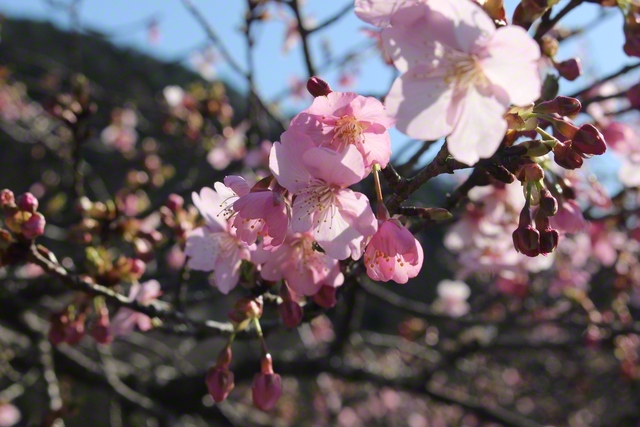 カワヅザクラが陽光に透けて（3月7日）