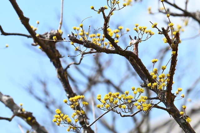 サンシュユの花（3月18日、山形文化会館で）