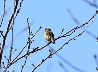 たそがれるカワラヒワ