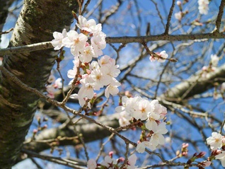 日本における桜の代表的品種・ソメイヨシノ。花言葉は「清純」「優れた美人」（呉市、北野陽子通信員）