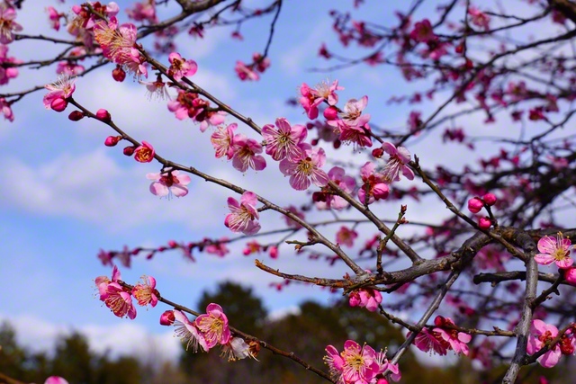 空色に映える鮮やかな梅（3月7日、松本市、森田昭治通信員）