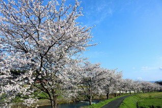 ホタルの名所としても知られる滝川。春は桜並木が迎えてくれる（勝央町）