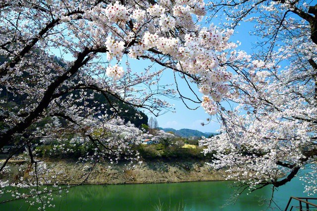 3月29日、相模原市緑区・津久井湖、安斎寿道通信員