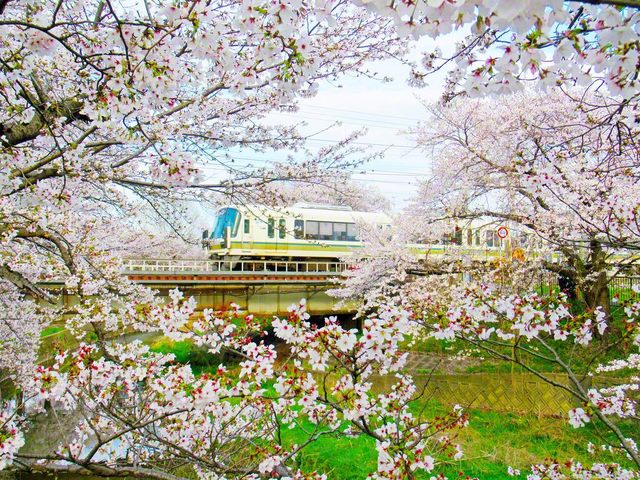 奈良市（内山寛子通信員）