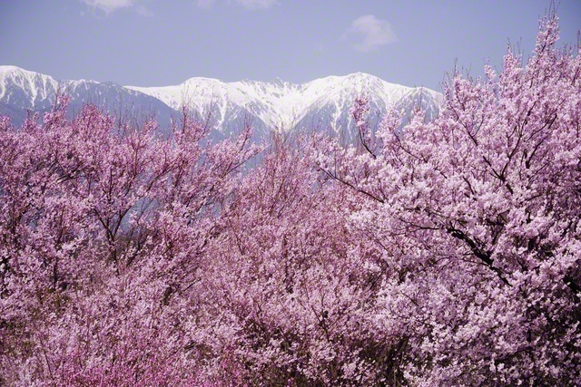 見事な桜と中央アルプス（3月28日、駒ケ根市、小松恵三通信員）