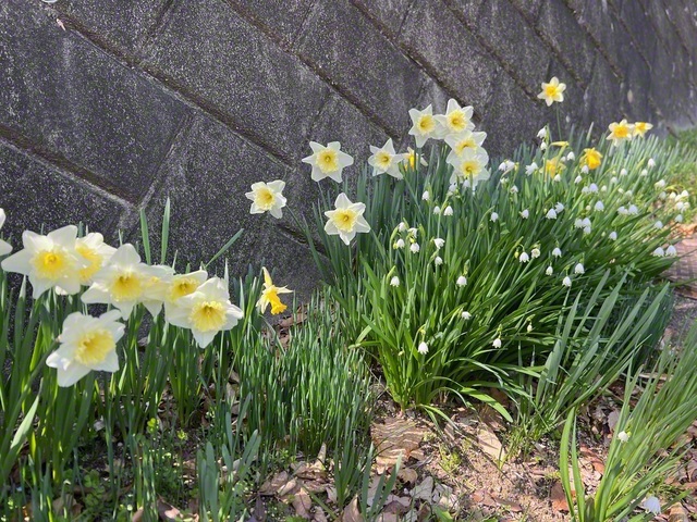 スイセンとスノーフレークが仲良く（3月23日、飯田市、菅沼美代子通信員）