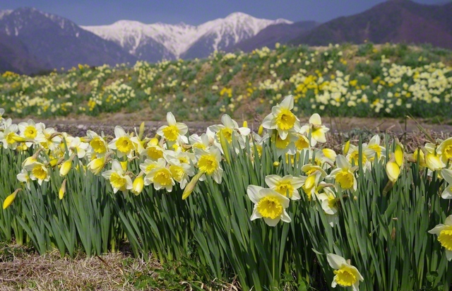 スイセンがいっぱい（3月29日、駒ケ根市、小松恵三通信員）