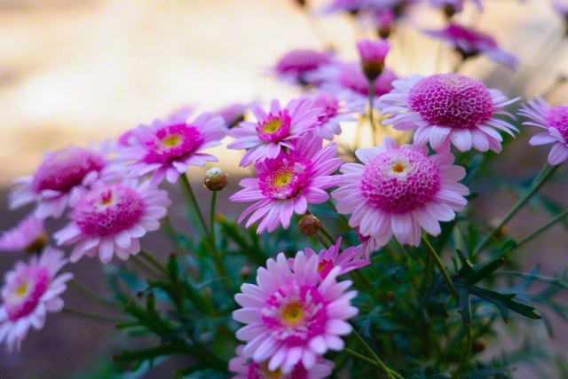 マーガレット。かわいらしく（3月23日、松本市、森田昭治通信員）