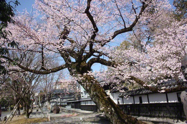 旧飯田城の水路脇の桜（3月24日、飯田市、滝沢敏彦通信員）