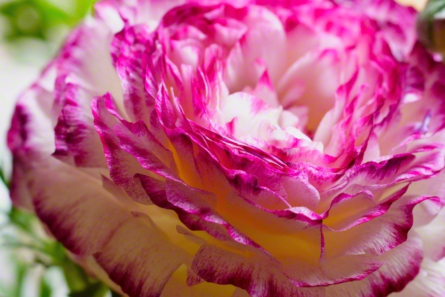 花びらが幾重にも重なるラナンキュラス。花言葉は「晴れやかな魅力」（3月26日、松本市、森田昭治通信員）