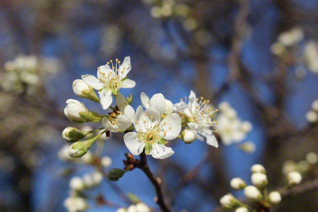 スモモの花（3月24日、飯田市、滝沢契江通信員）