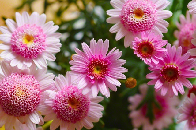 マーガレット。花言葉は「信頼」「誠実」「真実の友情」など（3月19日、松本市、森田昭治通信員）