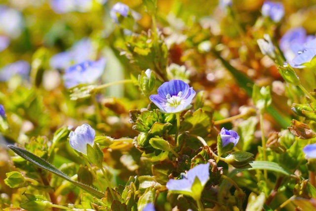 オオイヌノフグリ（3月15日、塩尻市、森田昭治通信員）