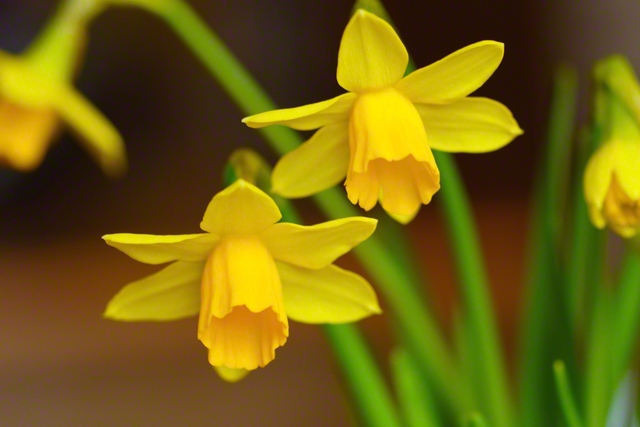 ミニスイセン（3月19日、松本市、森田昭治通信員）