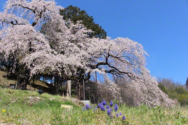 「毛賀くよとのシダレザクラ」（3月24日、飯田市、滝沢契江通信員）