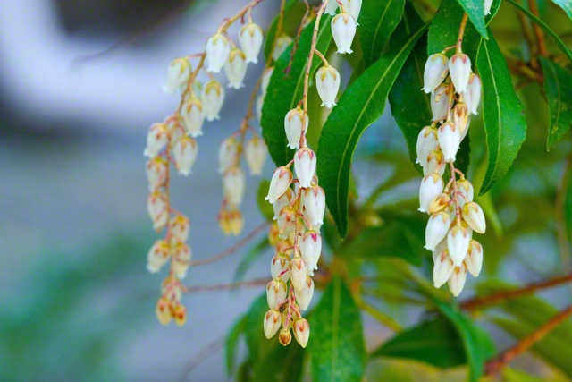 アセビ（馬酔木）の花（3月21日、松本市、森田昭治通信員）