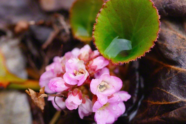 ピンクの花を咲かせたヒマラヤユキノシタ（3月19日、松本市、森田昭治通信員）
