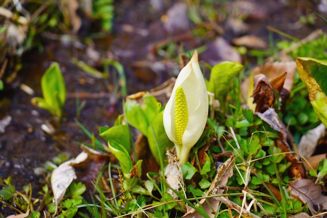 ミズバショウが春を告げる（3月23日、塩尻市、森田昭治通信員）