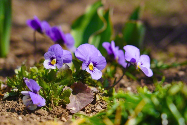 陽光のスポットライトを浴びて（3月23日、塩尻市、森田昭治通信員）