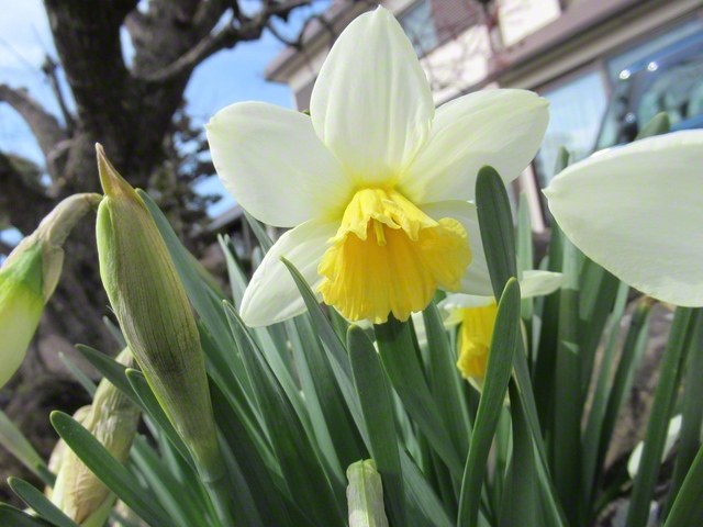 ラッパスイセン（3月20日、東御市、仲澤増子通信員）