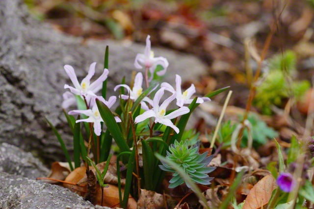 早春に花開くユキゲユリ（チオノドクサ）（3月26日、松本市、森田昭治通信員）