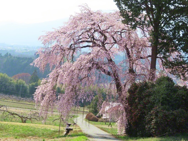 南吉瀬のシダレザクラ（3月29日、駒ケ根市、林紀和通信員）