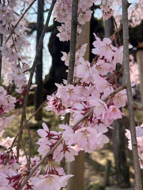 「半八重枝垂れ紅彼岸桜」がほほ笑むように（3月28日、飯田市、菅沼美代子通信員）