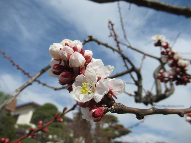 空に映える梅の花（3月20日、東御市、仲澤増子通信員）