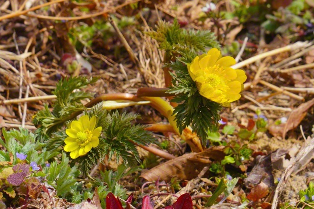フクジュソウが咲く（3月22日、小川村、森田昭治通信員）