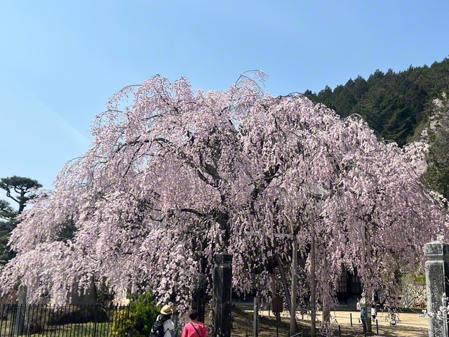 「麻績の里舞台桜」が華やかに（3月28日、飯田市、菅沼美代子通信員）